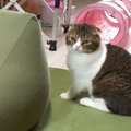 起きてよ〜！ママがなかなか起きてくれなくて怒っちゃう？猫さん