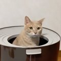 猫ちゃんから学ぶ猫トイレの正しい使い方講座