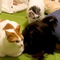 猫が『号泣する飼い主』に見せた反応…優しさ溢れる行動が心温まると29…