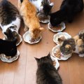 猫に『譲り合いの精神』はあるの？　譲っているように見える5つの場面や行…