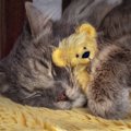 猫の『愛用品を勝手に捨てる』のはよくない？処分する際に気をつけたい3つ…