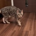 お風呂から助けたい！ひとりでパニックになる猫ちゃん