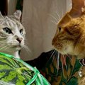 大きなスイカを前に、2匹の猫が……実家から送られてきた『笑わずにいられな…