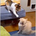 『さ、さわって怒られないかな…？』恐る恐る頭を撫でようとしている猫…