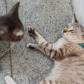 猫同士にもいじめはある？原因や仲良くなる方法