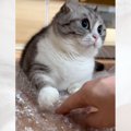 猫が『お餅つきの練習』をした結果…タイミングが完璧すぎて凄いと249…