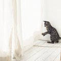 猫がカーテンに登るのを止めさせる方法