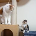 三毛子猫を保護してから『巣立つ』までをまとめてみた結果…感動的すぎ…