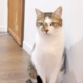 飼い主さんなら分かる！猫の楽しいあるある動画