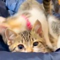 ６匹の子猫にベッドをゆずったパパ→床で寝ようとした結果…不憫すぎる『ま…