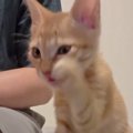 丁寧に毛づくろいしていた子猫→だんだんと『雑』になっていって…まさ…