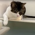 落ちてもやめられない！お風呂で飼い主さんと遊ぶ猫ちゃん♪