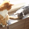 猫ちゃんの目の前には美味しそうな…しっぽが一本？！