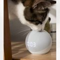 音声アシスタントに『猫に襲われてるよ！』と伝えたら…絶対予想できない『…