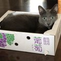 何してるの？猫のオモシロ行動４選