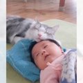 猫と赤ちゃんの『初戯れ』撮ってみた結果…まさかの光景が微笑ましすぎ…