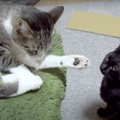 猫ちゃんの対決？！先に手を出したのはどっち？