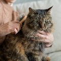 猫の『被毛の状態が悪い』ときに考えられる原因6つ　病気？お風呂に入…