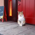 猫の表札がかわいい！マンションにもポストにも使えるかわいいデザイ…