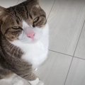 陥落必至！エヘッと笑って可愛くごはんをおねだりする猫さん