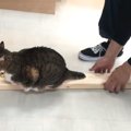 木材に乗る猫→気づかれずに『持ち上げられるか』挑戦してみた結果…爆笑の…