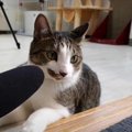 『ふす〜っ！』猫ちゃんから聞こえる激しい音の正体とは？