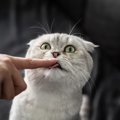 猫があなたのことを『舌で舐める』理由4つ　場所ごとに意味が違う？考えら…