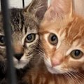 小さな頃から『いつも一緒に過ごすきょうだい猫』…大きくなっても『変わら…