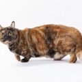 【獣医師監修】マンチカンの毛色の種類とは？人気色や珍しい色も解説