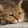 雷が鳴っている日、キャットタワーでくつろぐ猫→寝始めると…まさかの『寝…