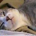 膝の上でくつろぐ猫→後ろ足を大きく開いて…リラックスモード全開な『可愛…