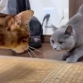 実家の猫さんと初対面！"僕は強いぞ"アピールする猫くん