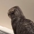 猫が犬といっしょに育った結果……犬のような行動をとり始める『まさかの光…