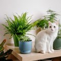 猫の命を奪う『危険すぎる植物』4選　誤飲してしまったときに起こりうる症…