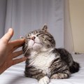 愛猫を『ご長寿猫』にするための秘訣4選　1日でも長く一緒にいるために気…