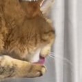 『毛づくろい中の猫』に舐めてもらおうと、そっと指を出したら…100点満点…