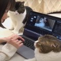 『遊んでくれないなら監視ニャ！』飼い主さんを見守る猫さん