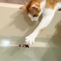お風呂場にいた猫たち→飼い主さんが『お風呂に物を落としてみる』と…思わ…