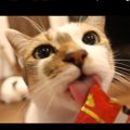 おやつの食べ方にも個性が！おいしそうな顔の猫さんたち