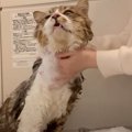 元野良猫を初めてのお風呂に入れてみたら…暴走する姿に思わず悲鳴も　…