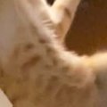 ベッドの上で遊んでいた2匹の猫が『同時にジャンプ』した瞬間を撮った…