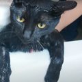 子猫ちゃんはじめてのお風呂！！まさかのトラブル発生！？