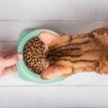 愛猫を長生きさせる『キャットフードの選び方』4つ　健康を維持するために…