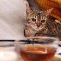 猫に『紅茶』を絶対に与えてはいけない3つのワケ　誤飲した際の怖い症…