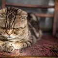 猫が『悲しい』と感じているときのサイン3つ　ネガティブな感情になる…