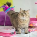 猫を遊ばせてはいけない『危険すぎるおもちゃ』の特徴5選　おもちゃの…