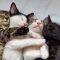 洋猫と和猫の違い３つ