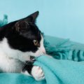 猫の『異食症』ってどんな病気？原因や対処法など8つ