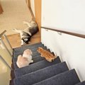階段の下で倒れている先住犬を発見した子猫…『優しさ溢れる反応』が癒…