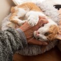 猫が飼い主を『けりけり』する理由3つ！する子・しない子の違いとは？